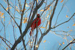 photo thumbnail #6