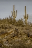 photo thumbnail #4
