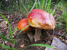 photo thumbnail #3