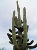 photo thumbnail #11