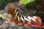 photo thumbnail #3