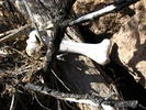 photo thumbnail #8