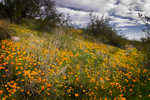 photo thumbnail #8