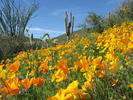 photo thumbnail #8