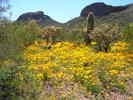 photo thumbnail #10