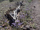 photo thumbnail #12
