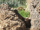 photo thumbnail #1