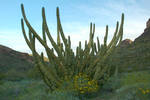 photo thumbnail #1