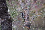 photo thumbnail #4