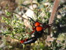 photo thumbnail #5