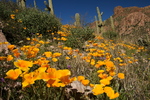photo thumbnail #9