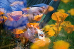 photo thumbnail #14
