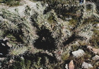 photo thumbnail #10