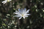 photo thumbnail #12