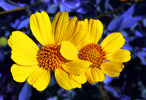 photo thumbnail #6