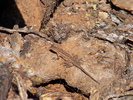 photo thumbnail #12