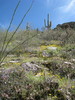 photo thumbnail #3