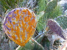 photo thumbnail #3