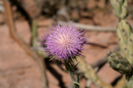 photo thumbnail #6