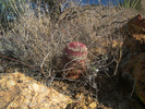 photo thumbnail #12