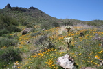 photo thumbnail #5