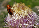 photo thumbnail #8