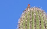 photo thumbnail #12