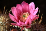 photo thumbnail #6