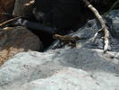 photo thumbnail #10