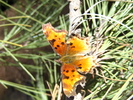 photo thumbnail #12