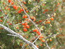 photo thumbnail #5