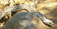 photo thumbnail #8