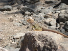 photo thumbnail #10