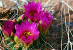 photo thumbnail #4