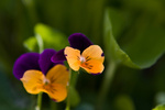 photo thumbnail #1