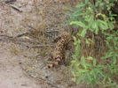 photo thumbnail #4