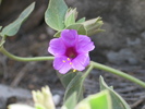 photo thumbnail #12