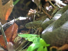 photo thumbnail #4
