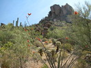 photo thumbnail #8