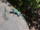 photo thumbnail #5