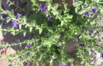 photo thumbnail #8