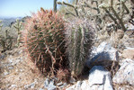 photo thumbnail #6
