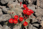 photo thumbnail #5
