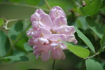 photo thumbnail #8