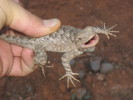 photo thumbnail #5