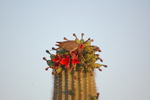 photo thumbnail #2