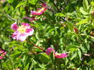 photo thumbnail #10