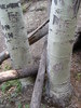 photo thumbnail #14