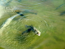 photo thumbnail #13