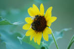 photo thumbnail #4